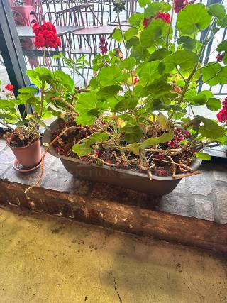 Nice  Plantation pot