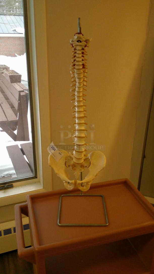 PROFESSIONAL EDUCATIONAL SPINAL COLUMN! - Image 1 of 2
