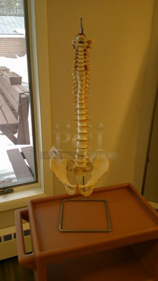 PROFESSIONAL EDUCATIONAL SPINAL COLUMN!