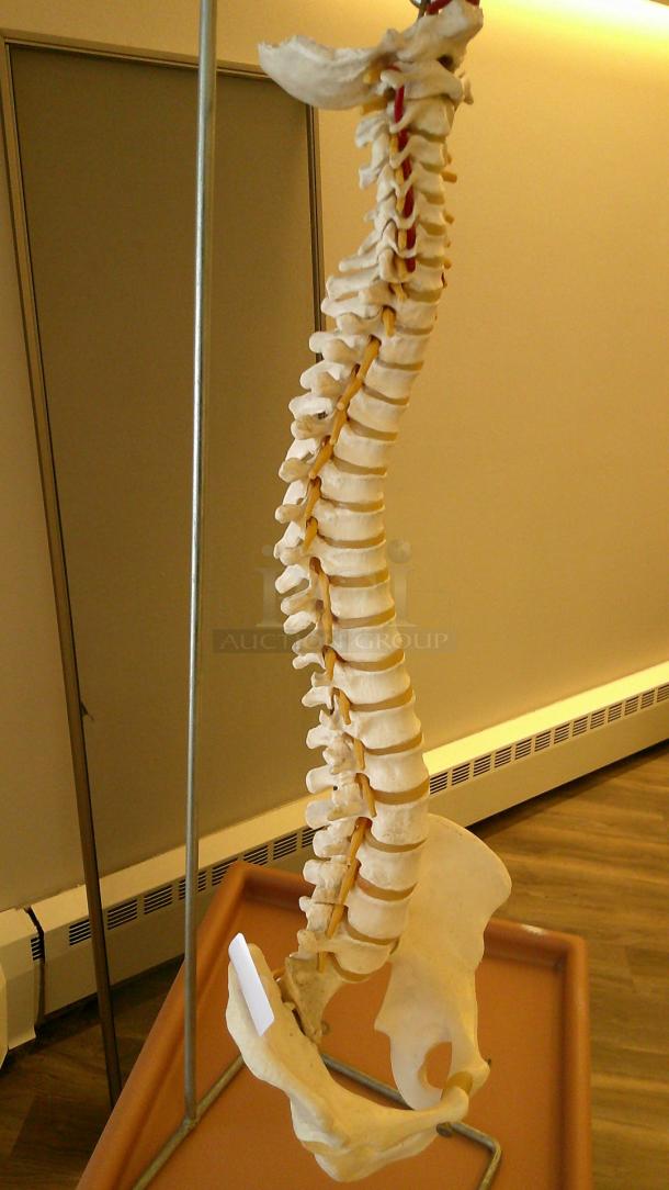 PROFESSIONAL EDUCATIONAL SPINAL COLUMN! - Image 2 of 2