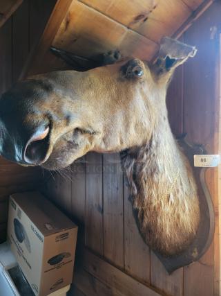 Mounted moose head named Mona from Maine, displayed on wooden paneling. Tag with number 86 visible. Appears in excellent condition.
