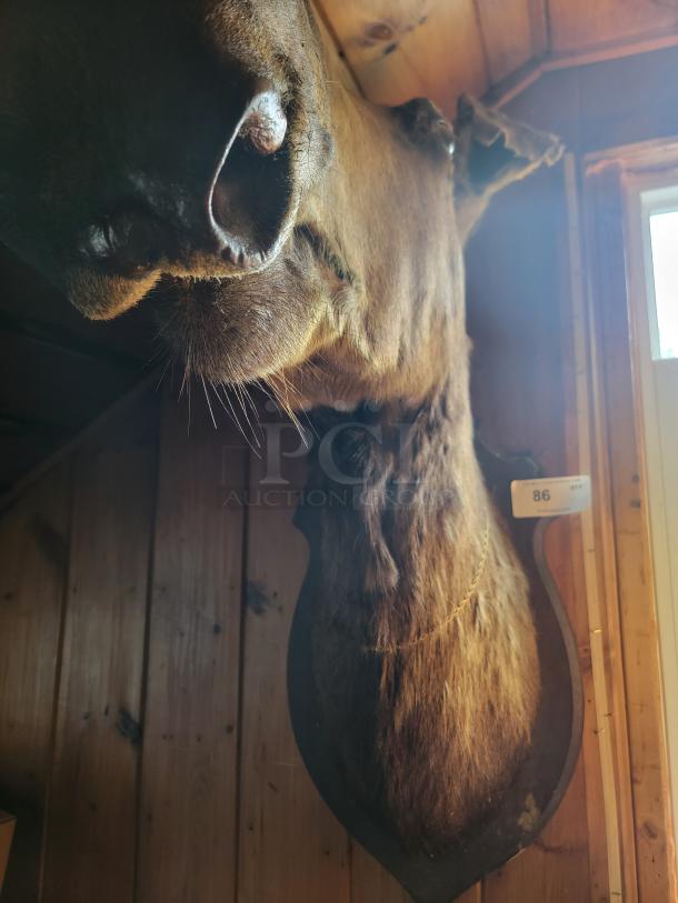 Mounted moose head named Mona, displayed on a wooden plaque. Features detailed fur texture, labeled "86". Excellent decor piece.