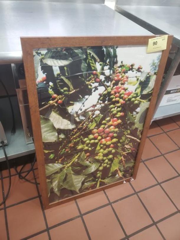 Framed picture of coffee plant with ripe berries, wooden frame, good condition, tag number 90 visible.