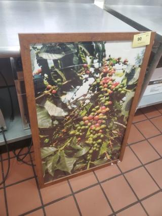 Framed picture of coffee plant with ripe berries, wooden frame, good condition, tag number 90 visible.