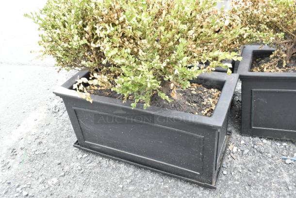 Three rectangular black planters with greenery; some foliage yellowing. Weathered condition, outdoor setting. Auction item.