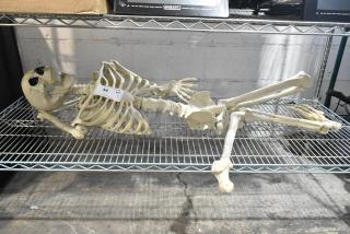 Life-sized skeleton model on metal shelf, labeled "54, qty 1." Appears in good condition. Ideal for educational use.
