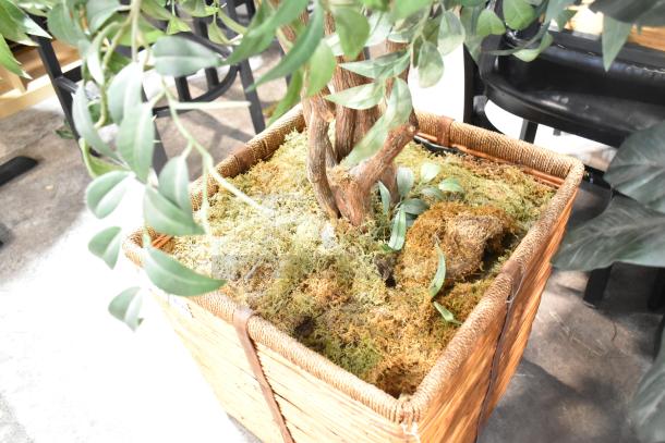 Artificial plant in a wicker basket with moss covering the soil. Realistic green leaves and textured tree trunk.