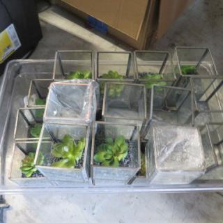 Lot of 27 glass terrariums, various sizes, containing faux succulents and gravel. Some covered in plastic wrap. Good condition.