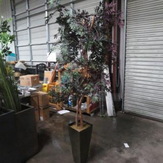 A tall ficus tree in a sleek planter, measuring 10x10x22 inches, in excellent condition. Perfect for indoor decor.
