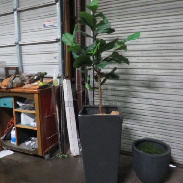 Tall black planter with a lush green tree, dimensions 18x18x36 inches, in excellent condition. Suitable for indoor decor.
