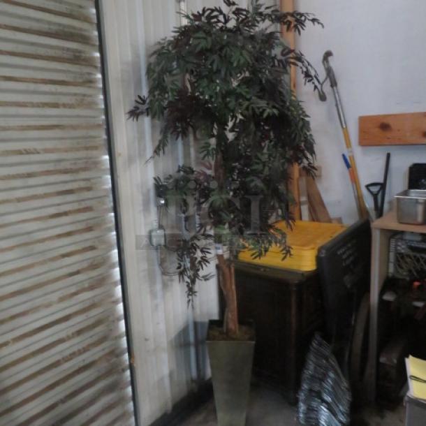 Tall planter with a lush ficus tree, dark green leaves, situated indoors; condition appears well-maintained.