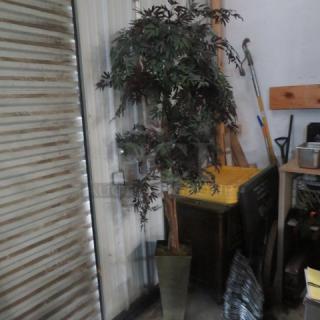 Tall planter with a lush ficus tree, dark green leaves, situated indoors; condition appears well-maintained.