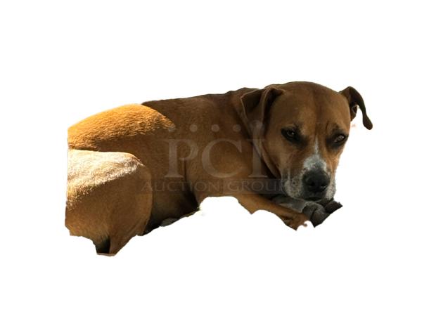 Brown dog lying down, appearing relaxed, with white markings on face, isolated on white background.