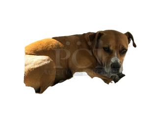 Brown dog lying down, appearing relaxed, with white markings on face, isolated on white background.