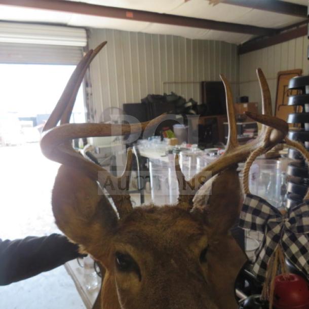Mounted deer head with multi-point antlers, in good condition. Displayed indoors; natural fur and detailed features visible.
